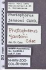 Etikette zu Photophorus jansoni (NHMW-ZOO-COL-0010909)